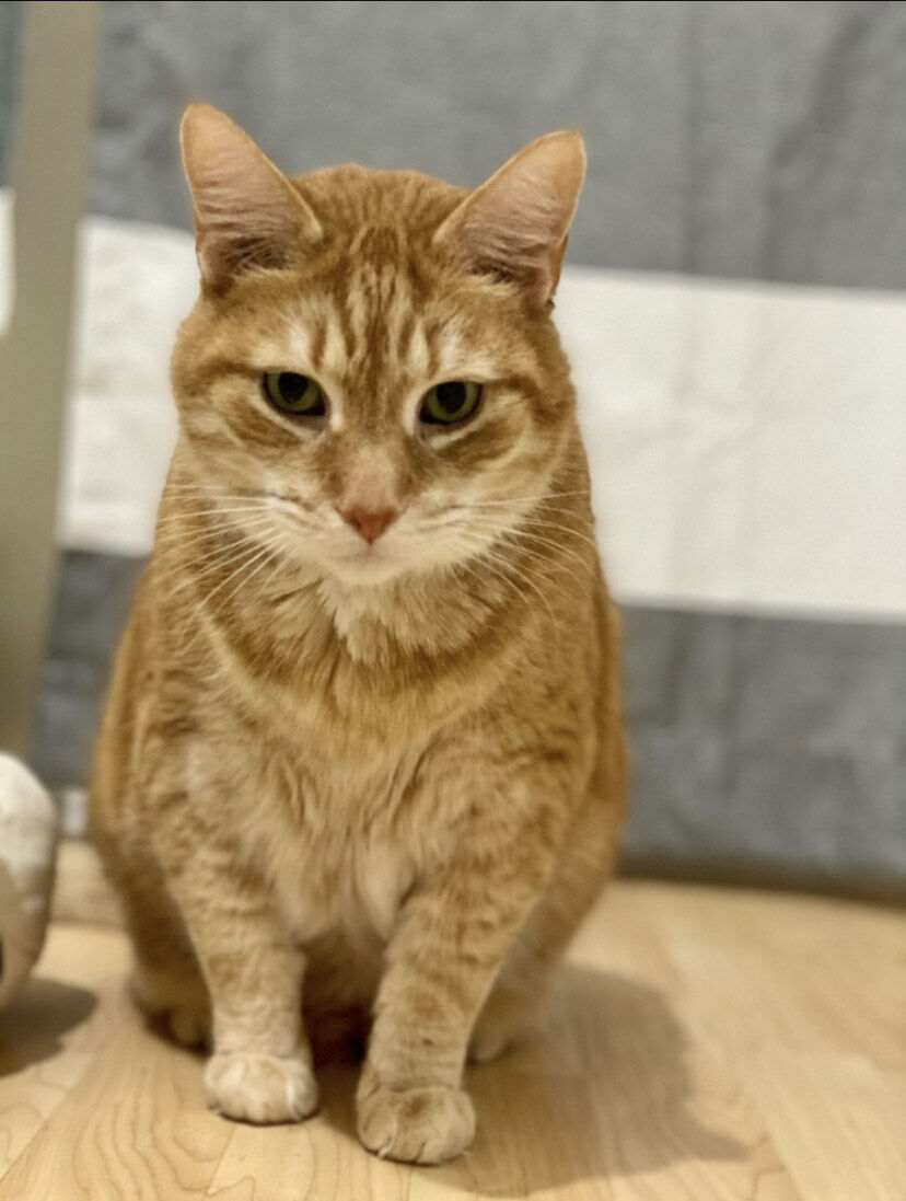 Garfield